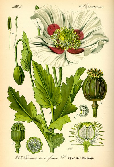 Pavot somnifère ou pavot à opium (Papaver somniferum)