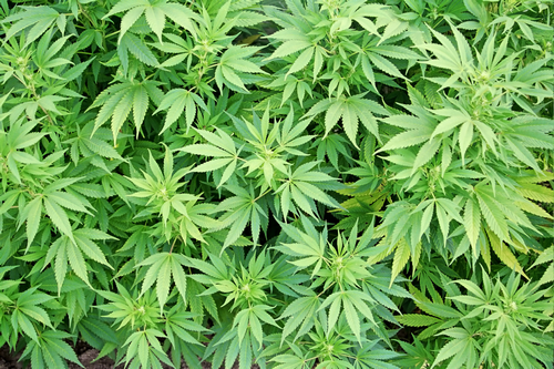 Photo : plante de cannabis